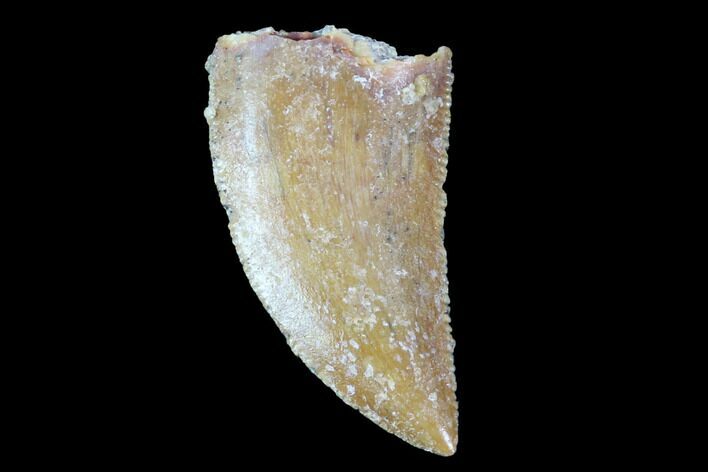Serrated, Raptor Tooth - Real Dinosaur Tooth #90011
